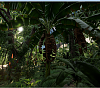 Click image for larger version

Name:	Muse fruit tree.png
Views:	126
Size:	835.6 KB
ID:	759