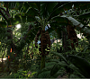 Click image for larger version

Name:	Muse fruit tree.png
Views:	182
Size:	835.6 KB
ID:	759