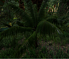 Click image for larger version

Name:	Palm fruit tree.png
Views:	5363
Size:	800.2 KB
ID:	760