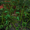 Click image for larger version

Name:	Horn Pepper.png
Views:	5071
Size:	754.9 KB
ID:	776