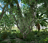 Click image for larger version

Name:	Green Jambura.png
Views:	5131
Size:	1.88 MB
ID:	777
