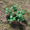 Click image for larger version

Name:	Nymph Herb.png
Views:	5080
Size:	399.6 KB
ID:	782