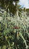 Click image for larger version

Name:	Corn-S.png
Views:	5036
Size:	627.6 KB
ID:	786